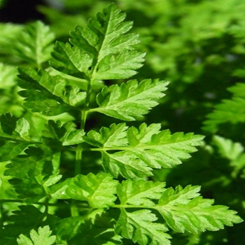 Herb - Chervil Plain - Seed Megastore - sku 394 Herb - Chervil Plain - Seed Megastore - sku 394