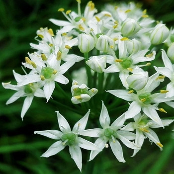Herb - Garlic Chives - Seed Megastore - sku 395 Herb - Garlic Chives - Seed Megastore - sku 395