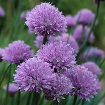 Herb - Chives - Seed Megastore - sku 396 Herb - Chives - Seed Megastore - sku 396