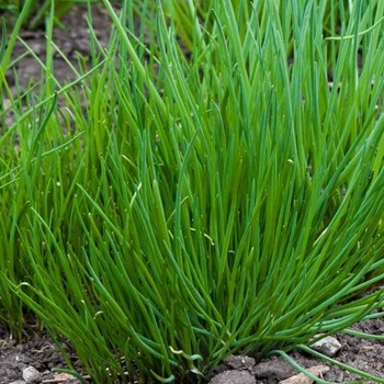 Herb - Chives Extra Fine - Seed Megastoere - sku 397 Herb - Chives Extra Fine - Seed Megastoere - sku 397