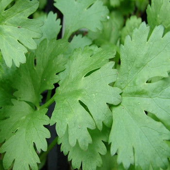 Herb - Coriander Cilantro - Seed Megastore - sku 404 Herb - Coriander Cilantro - Seed Megastore - sku 404