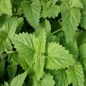 Herb - Catnip - Seed Megastore - sku 409 Herb - Catnip - Seed Megastore - sku 409