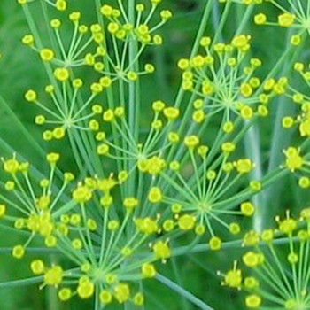 Herb - Dill Fernleaf - Seed Megastore - Sku 417
 Herb - Dill Fernleaf - Seed Megastore - Sku 417