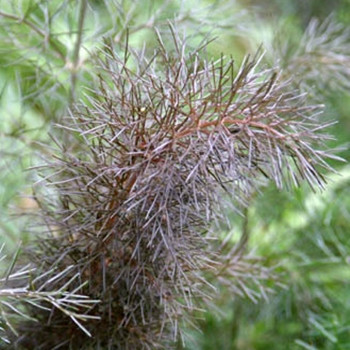 Herb - Fennel Bronze - Seed Megastore - sku 418 Herb - Fennel Bronze - Seed Megastore - sku 418