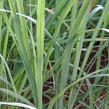 Herb - Lemon Grass - Seed megastore - sku 425 Herb - Lemon Grass - Seed megastore - sku 425