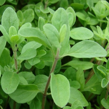Herb - Marjoram Sweet - Seed Megastore - sku 429 Herb - Marjoram Sweet - Seed Megastore - sku 429