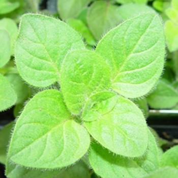 Herb - Oregano Greek - Seed Megastore - sku 432