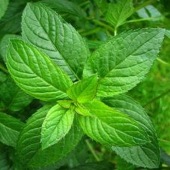 Herb - Peppermint - Seed Megastore - sku 434 Herb - Peppermint - Seed Megastore - sku 434