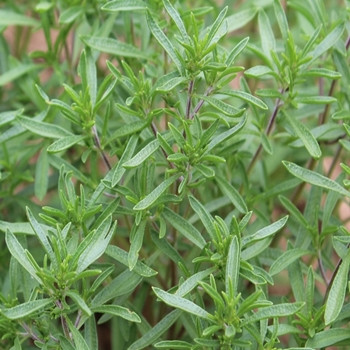 Herb - Savory Summer - Seed Megastore - sku 442 Herb - Savory Summer - Seed Megastore - sku 442