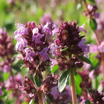 Herb - Thyme Broad Leaved - Seed Megastore - sku 450 Herb - Thyme Broad Leaved - Seed Megastore - sku 450