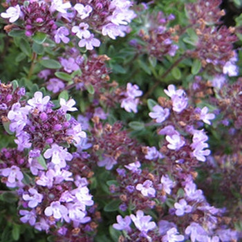 Herb - Thyme English Winter - Seed Megastore - sku 451 Herb - Thyme English Winter - Seed Megastore - sku 451