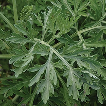 Herb - Wormwood - Seed Megastore - sku 458 Herb - Wormwood - Seed Megastore - sku 458