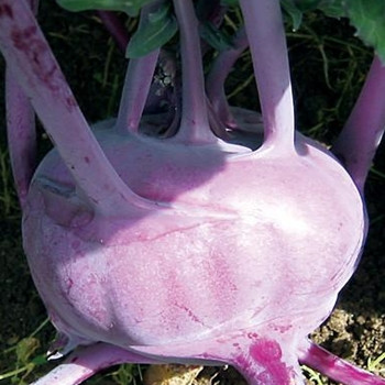 Kohl Rabi - Purple Delicacy - Seed Megastore - sku 462 Kohl Rabi - Purple Delicacy - Seed Megastore - sku 462