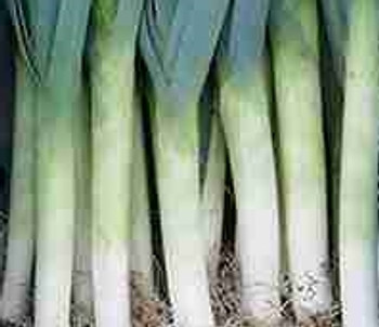 Leek - F1 Exeter  Leek - F1 Exeter