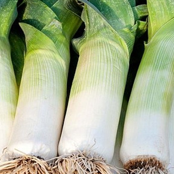 Leek - Neptune - Seed Megastore - sku 481 Leek - Neptune - Seed Megastore - sku 481