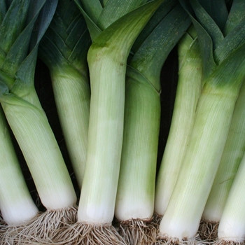 Leek - Tornado - Seed Megastore - sku 482 Leek - Tornado - Seed Megastore - sku 482