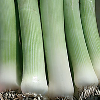 Leek - Zermatt - Seed Megastore - sku 483 Leek - Zermatt - Seed Megastore - sku 483