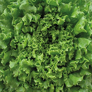 Lettuce - Maritima (split pills) - Seed Megastore - sku 493 Lettuce - Maritima (split pills) - Seed Megastore - sku 493