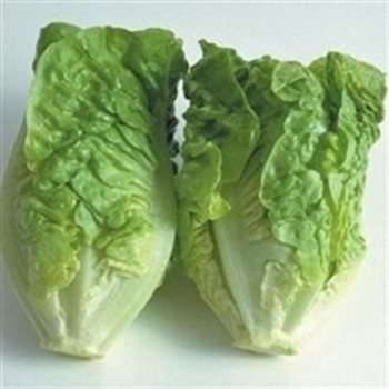 Lettuce - Little Gem - Seed Megastore - sku 504 Lettuce - Little Gem - Seed Megastore - sku 504