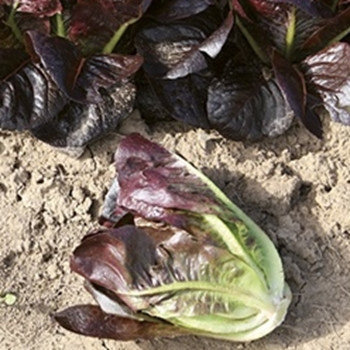 Lettuce - Moonred (Split Pills) - Seed Mdegastore - sku 506 Lettuce - Moonred (Split Pills) - Seed Mdegastore - sku 506