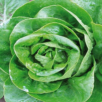 Lettuce - Stonsay (Split Pills) - Seed Megastore - sku 508 Lettuce - Stonsay (Split Pills) - Seed Megastore - sku 508