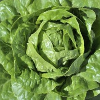 Lettuce - Totana (split pills) - Seed Megastore - sku 510 Lettuce - Totana (split pills) - Seed Megastore - sku 510