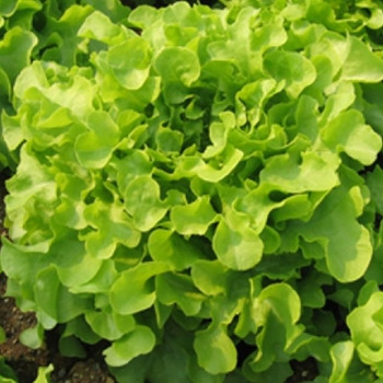 Lettuce - Isira (split pills) - Seed Megastore - sku 521