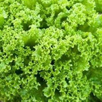 Lettuce - Lollo Bionda - Seed Megastore - sku 523 Lettuce - Lollo Bionda - Seed Megastore - sku 523