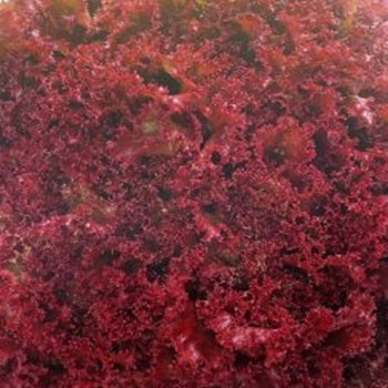 Lettuce - Matador (Split Pills) - Seed Megastore - sku 525 Lettuce - Matador (Split Pills) - Seed Megastore - sku 525