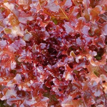 Lettuce - Red Salad Bowl - Seed Megastore - sku 528 Lettuce - Red Salad Bowl - Seed Megastore - sku 528