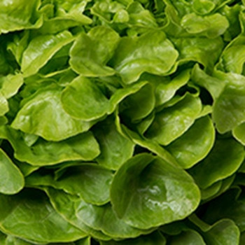 Lettuce - Vizir (split pills) - Seed Megastore - sku 530