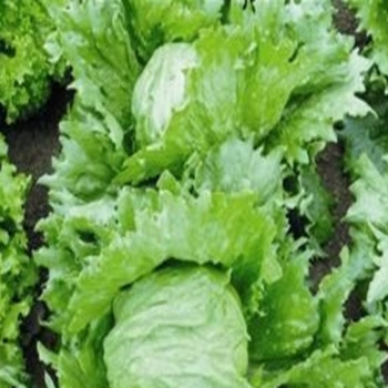 Lettuce - Donovan (split pills) - Seed Megastore - sku 531 Lettuce - Donovan (split pills) - Seed Megastore - sku 531