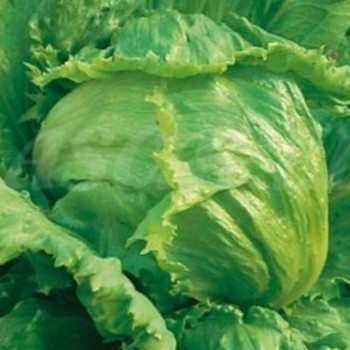 Lettuce - Great Lakes 659 - Seed Megastore - sku 533