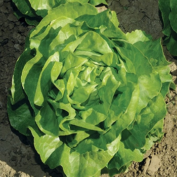 Lettuce - Analena - Seed Megastore - Sku 536 Lettuce - Analena - Seed Megastore - Sku 536