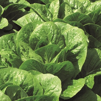Lettuce -Claremont - Seed Megastore - sku 539 Lettuce -Claremont - Seed Megastore - sku 539