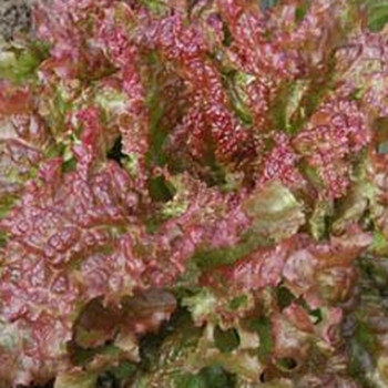 Lettuce - New Red Fire - Seed Megastore - sku 545 Lettuce - New Red Fire - Seed Megastore - sku 545