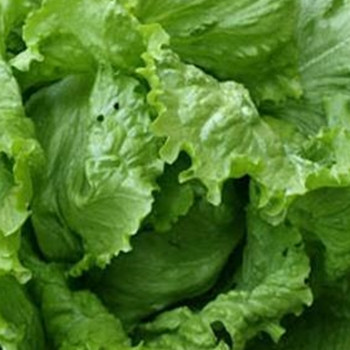 Lettuce - Webbs Wonderful - Seed Megastore - sku 552 Lettuce - Webbs Wonderful - Seed Megastore - sku 552