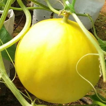 Melon - F1 Jade Lady - Seed Megastore - sku 560 Melon - F1 Jade Lady - Seed Megastore - sku 560