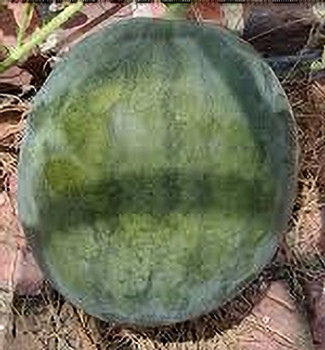 Water Melon - Sugar Baby -10 Seeds