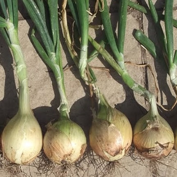 Onion - F1 Toughball - Seed Megastore - sku 572 Onion - F1 Toughball - Seed Megastore - sku 572