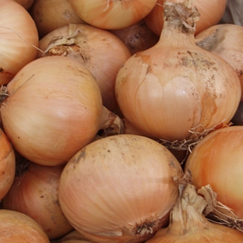 Onion - Santero - Seed Megastore - sku 578 Onion - Santero - Seed Megastore - sku 578