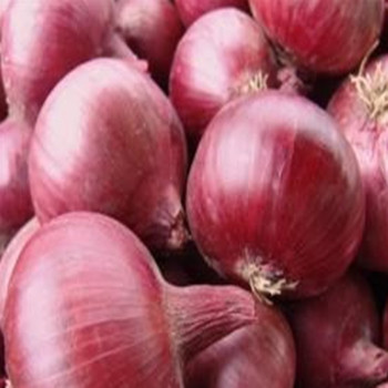 Onion - Karmen - Seed Megastore - sku 580 Onion - Karmen - Seed Megastore - sku 580