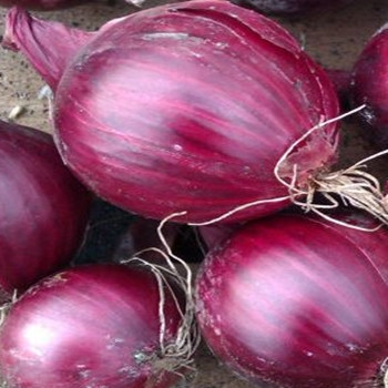 Onion - Red Baron - Seed Megastore - sku 582 Onion - Red Baron - Seed Megastore - sku 582