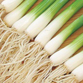 Onion - Carel - Seed Megastore - 587 Onion - Carel - Seed Megastore - 587