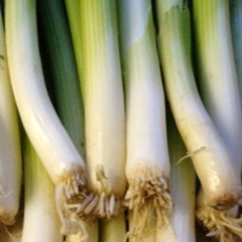 Onion - F1 Guardsman - Seed Megastore - sku 590 Onion - F1 Guardsman - Seed Megastore - sku 590