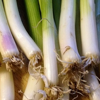 Onion - Ramrod - Seed Megastore - sku 594 Onion - Ramrod - Seed Megastore - sku 594