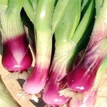 Onion - Reddy - Seed Megastore - sku 595 Onion - Reddy - Seed Megastore - sku 595