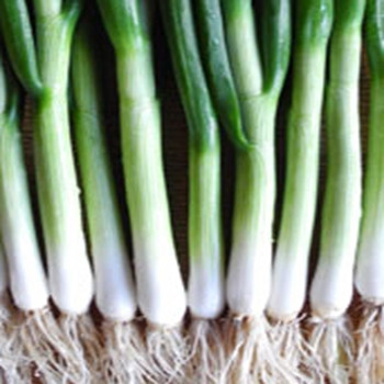Onion - Tipika - Seed Megastore - sku 597 Onion - Tipika - Seed Megastore - sku 597