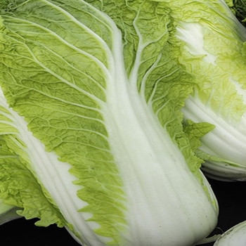 Chinese Cabbage - F1 Enduro - Seed Megastore - sku 608 Chinese Cabbage - F1 Enduro - Seed Megastore - sku 608