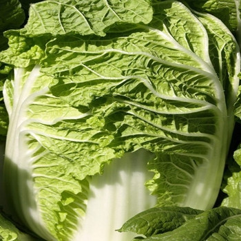 Chinese Cabbage - F1 Preduro - Seed Megastore - sku 609 Chinese Cabbage - F1 Preduro - Seed Megastore - sku 609